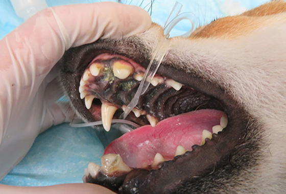 犬歯切断手術2